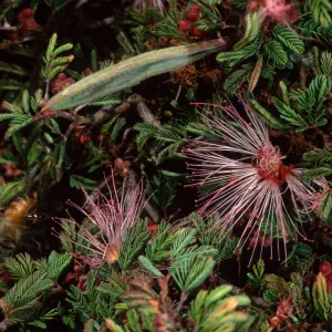 Calliandra eriophyla, SBBG