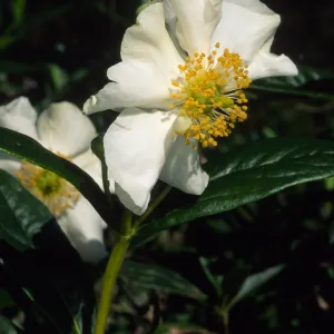 Carpinteria californica, SBBG
