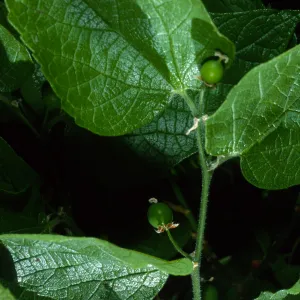 Celtis occidentalis, SBBG Desert Section