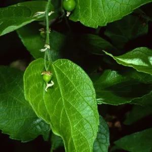 Celtis occidentalis, SBBG Desert Section