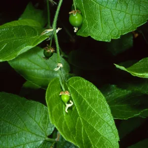 Celtis occidentalis, SBBG Desert Section