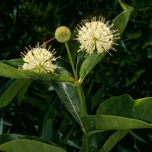 Cephalanthus occidentalis, SBBG