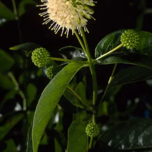Cephalanthus occidentalis, SBBG