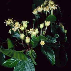 Cercocarpus betuloides, SBBG