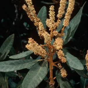 Chrysolepis sempervirens, Mineral King