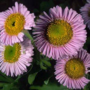 Erigeron glaucus, SBBG