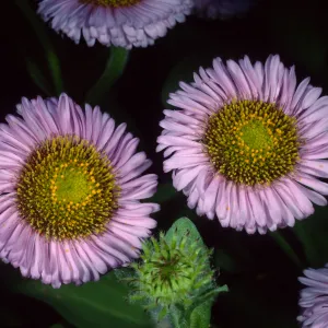 Erigeron glaucus, SBBG
