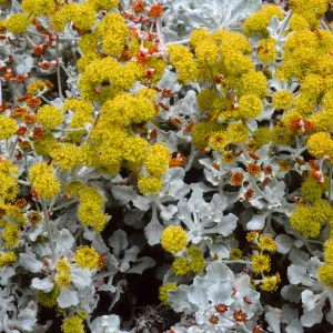 Eriogonum crocatum, SBBG