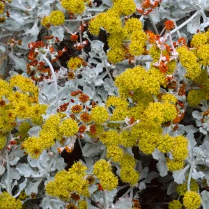 Eriogonum crocatum, SBBG