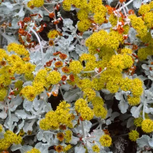 Eriogonum crocatum, SBBG