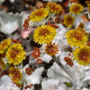 Eriogonum crocatum, SBBG