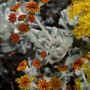 Eriogonum crocatum, SBBG