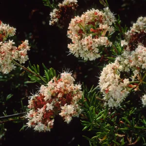 Eriogonum fasciculatum, SBBG
