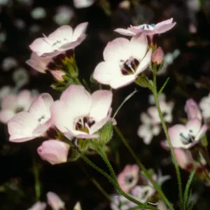 Gilia tricolor