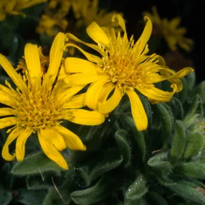 Heterotheca ‘San Bruno Mountain’, SBBG meadow
