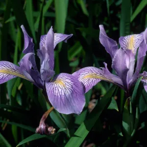  Iris douglasiana, SBBG