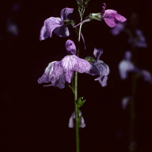 Linaria canadensis, SBBG Desert Section