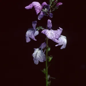 Linaria canadensis, SBBG Desert Section