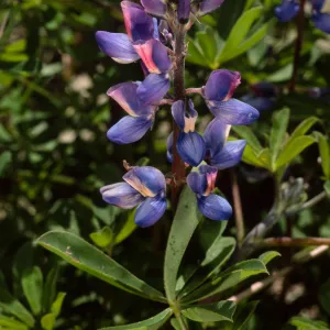 Lupinus succulentus, SBBG meadow