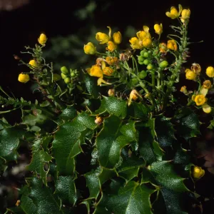 Mahonia pinnata, SBBG