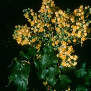 Mahonia pinnata, SBBG