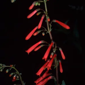 Penstemon centranthifolius, SBBG