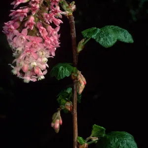 Ribes sanguineum glutinosum, SBBG Arroyo