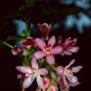 Ribes sanguineum glutinosum, SBBG Arroyo