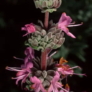 Salvia leucophylla (Purple Sage), SBBG