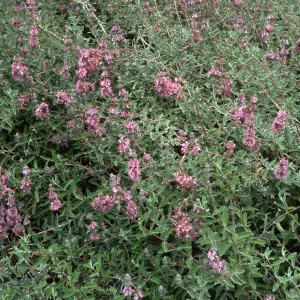 Santa Barbara Botanic Garden, Salvia leucophylla (Purple Sage)