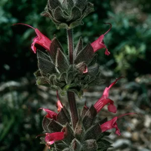 Santa Barbara Botanic Garden, Salvia spathacea (California Hummingbird Sage), meadow