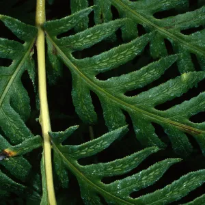 Santa Barbara Botanic Garden, Woodwardia fimbriata