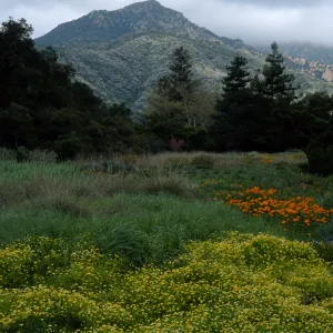 Santa Barbara Botanic Garden, Limnanthes, meadow