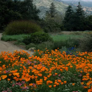 Santa Barbara Botanic Garden, meadow