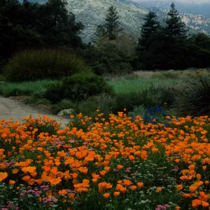 Santa Barbara Botanic Garden, meadow