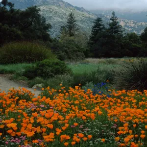 Santa Barbara Botanic Garden, meadow