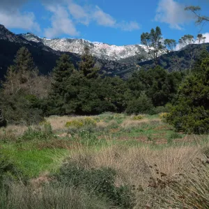 Santa Barbara Botanic Garden, snow on Santa Ynez Mountains, meadow