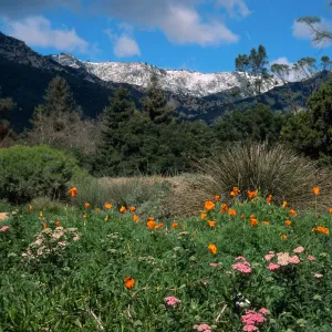 Santa Barbara Botanic Garden, snow on Santa Ynez Mountains, meadow