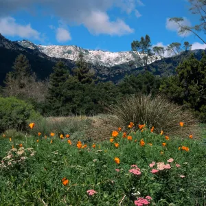Santa Barbara Botanic Garden, snow on Santa Ynez Mountains, meadow