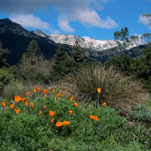 Santa Barbara Botanic Garden, snow on Santa Ynez Mountains, meadow