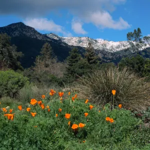 Santa Barbara Botanic Garden, snow on Santa Ynez Mountains, meadow