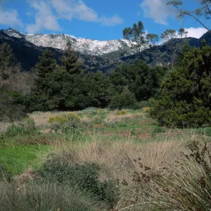 Santa Barbara Botanic Garden, snow on Santa Ynez Mountains, meadow