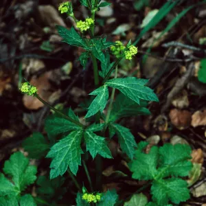 Sanicula crassicaulis, West fork of Cold Springs Trail, Santa Barbara County