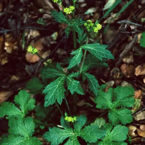 Sanicula crassicaulis, West fork of Cold Springs Trail, Santa Barbara County