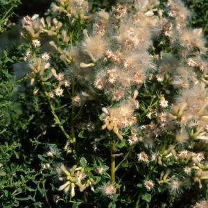 Baccharis pilularis, Tunnel Road, Santa Barbara County