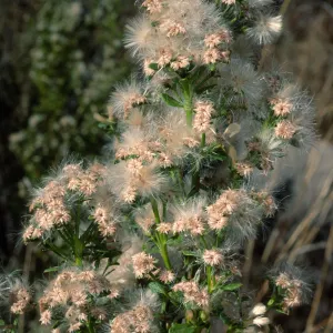 Baccharis pilularis, Tunnel Road, Santa Barbara County
