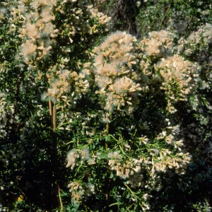 Baccharis pilularis, Tunnel Road, Santa Barbara County