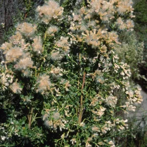 Baccharis pilularis, Tunnel Road, Santa Barbara County