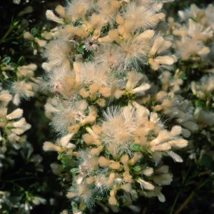 Baccharis pilularis, Tunnel Road, Santa Barbara County