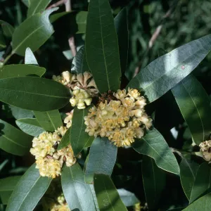 Umbellularia, Tunnel Road, Santa Barbara County